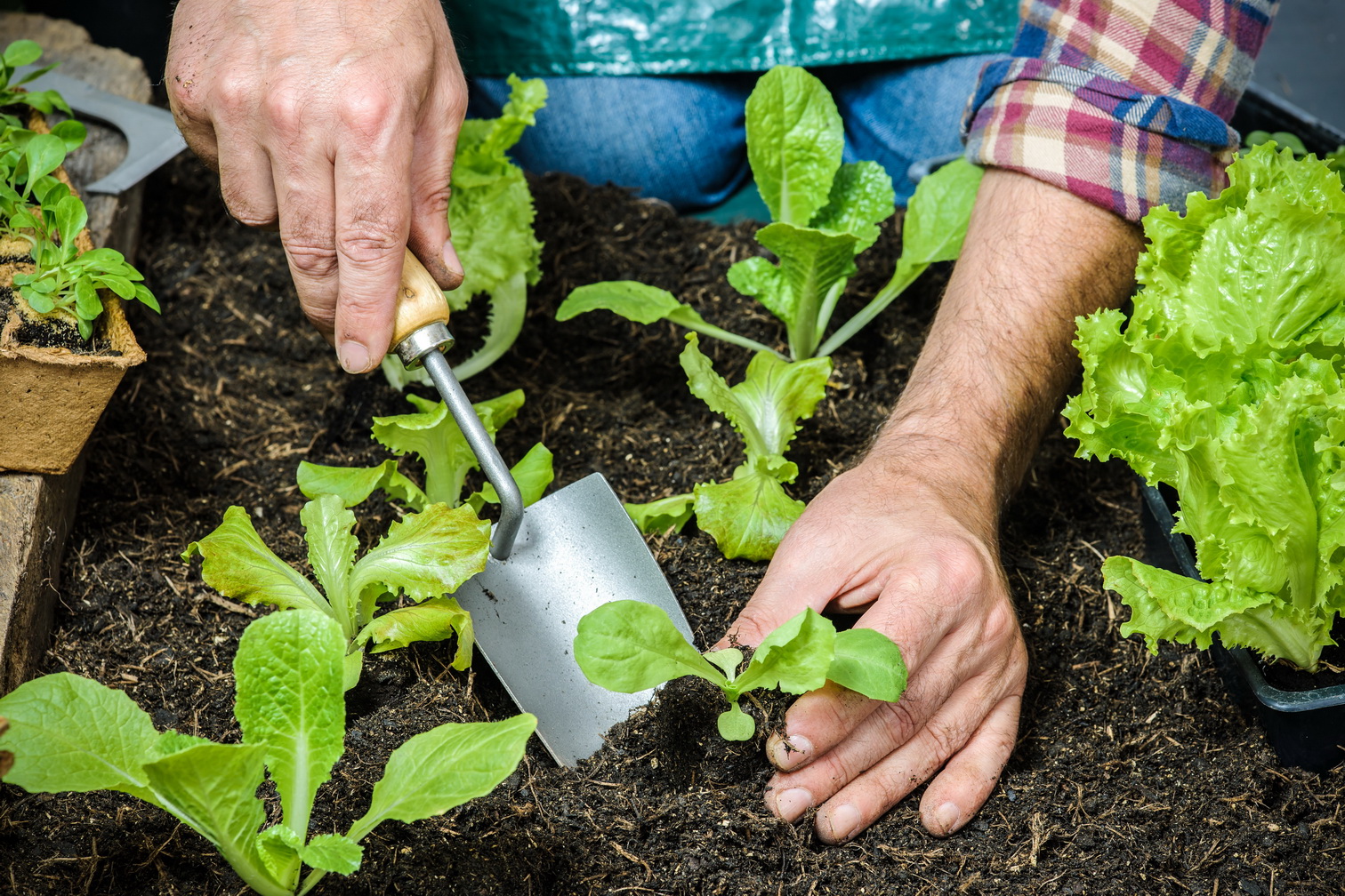 Farmer,Planting,Young,Seedlings,Of,Lettuce,Salad,In,The,Vegetable