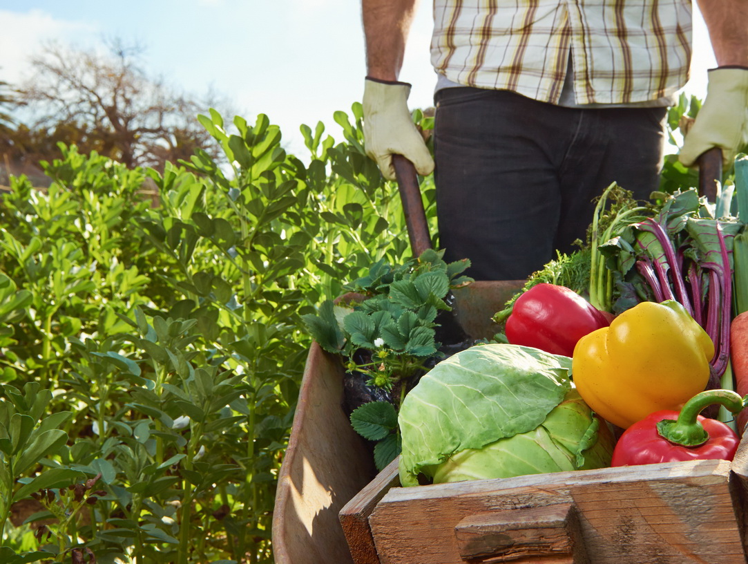 Farmer,Harvesting,Organic,Vegetables,On,A,Sustainable,Farm,Growing,Seasonal