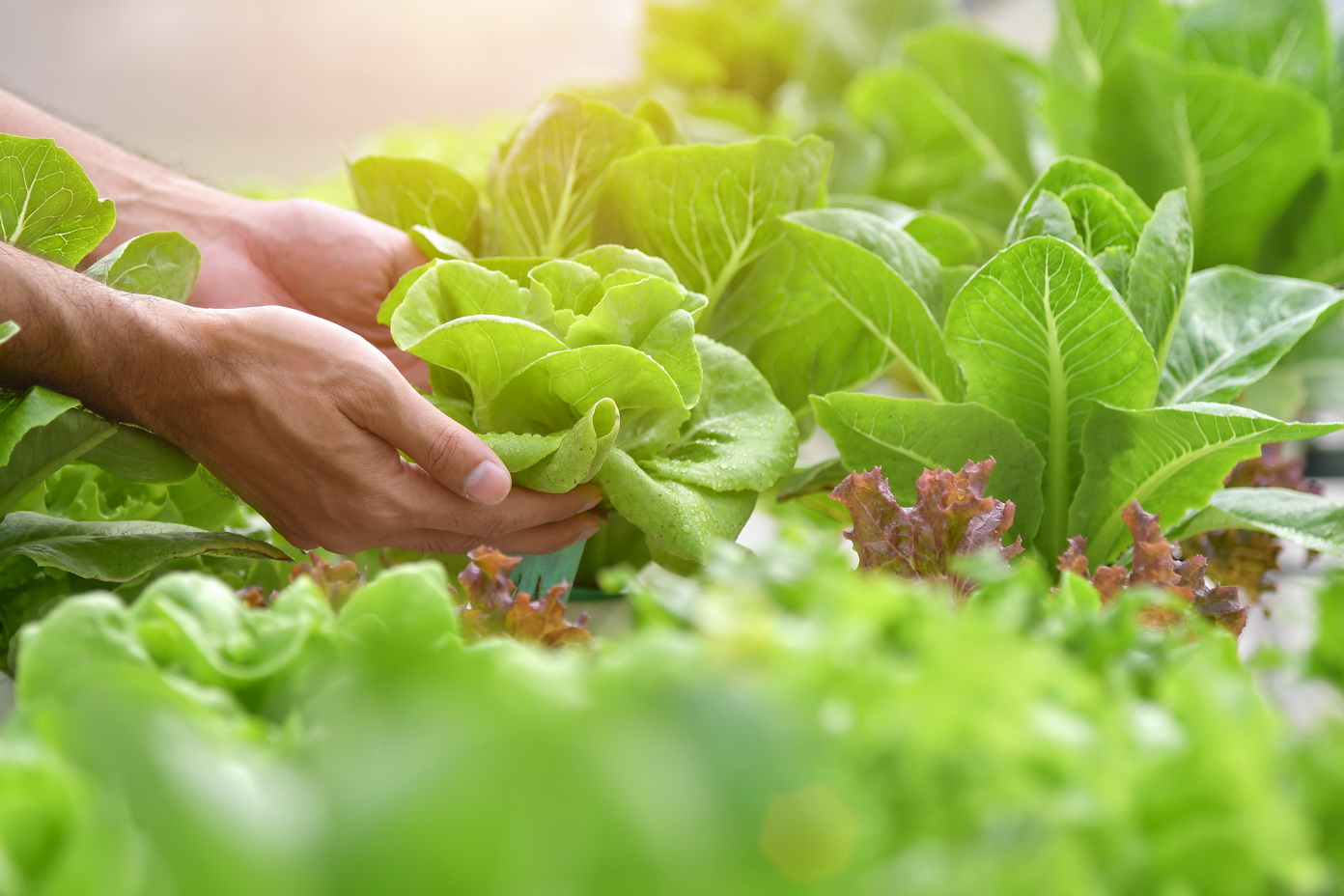 Close,Up,Hand,Farmer,In,Hydroponic,Garden,During,Morning,Time