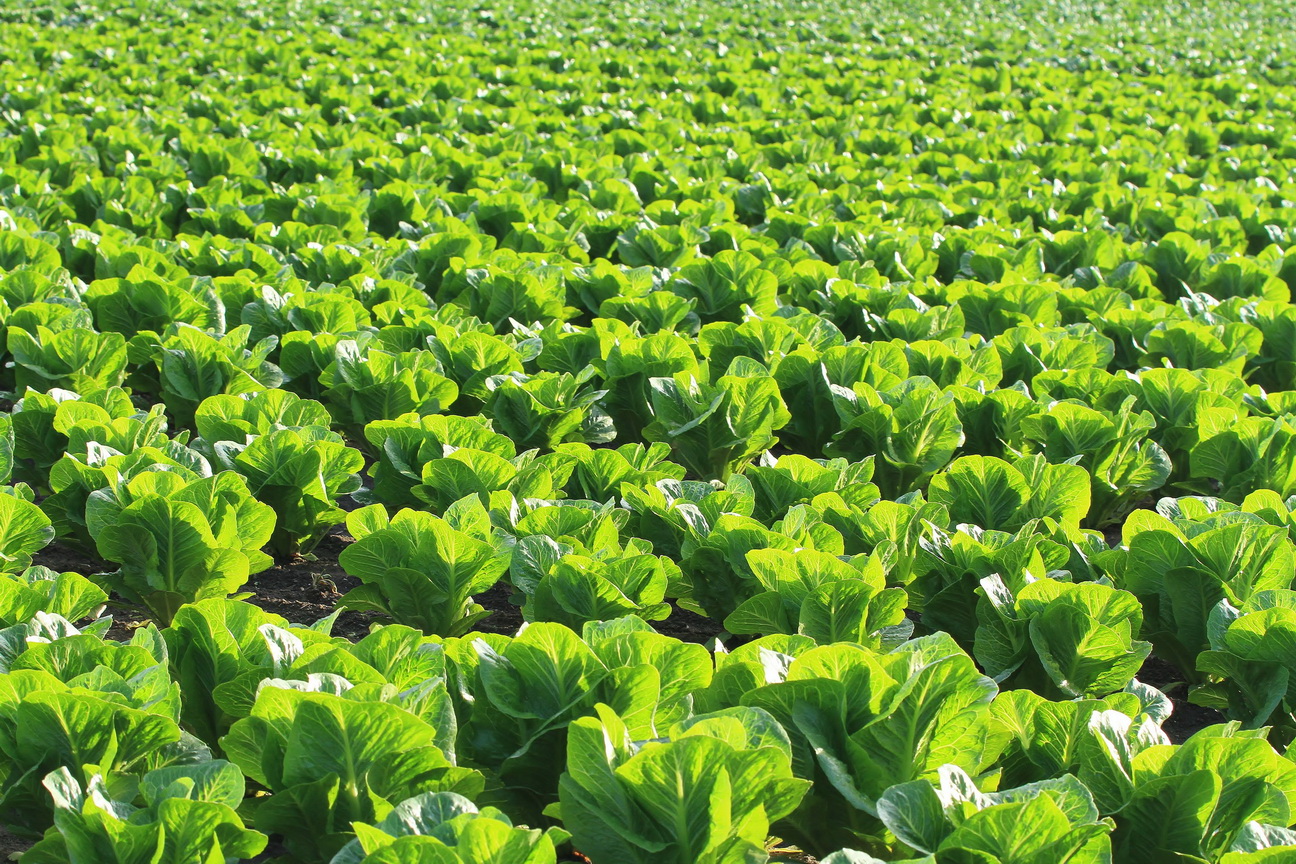 Field,Of,Young,Green,Lettuce,On,A,Farm,In,Gippsland