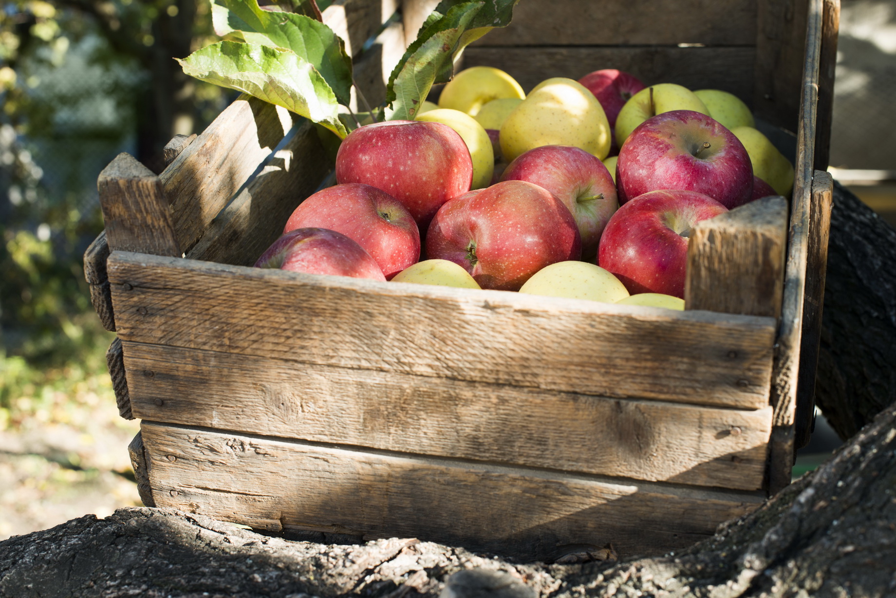 Apples,In,An,Old,Wooden,Crate,On,Tree.,Authentic,Image